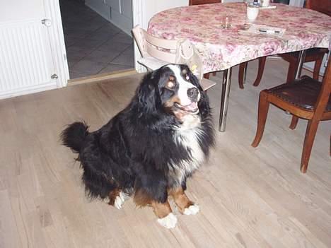 Berner sennenhund Hannibal billede 7