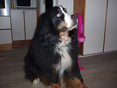Berner sennenhund Hannibal billede 8