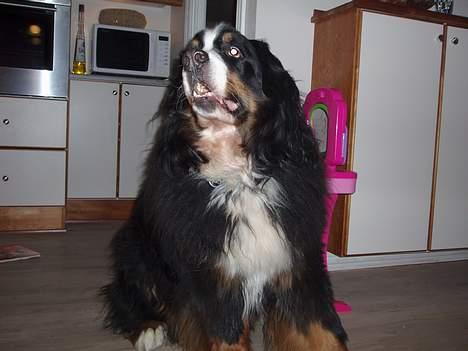Berner sennenhund Hannibal billede 9