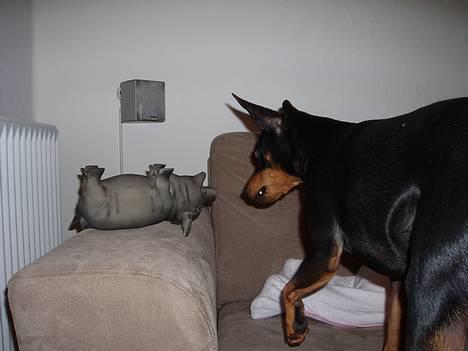 Dvaergpinscher Felix - Ha ha ha, nu skal den øffe-gris få... billede 4