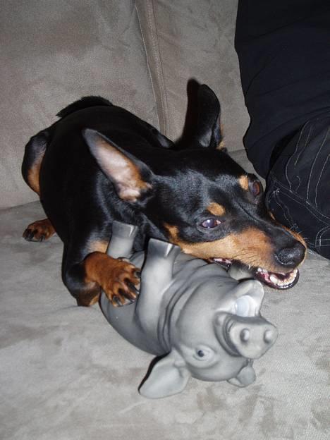 Dvaergpinscher Felix - Jeg napper benet, så løber den ikke sin vej ;-) billede 5