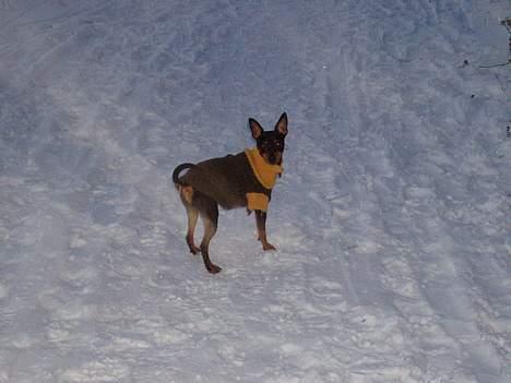 Dvaergpinscher Felix - Så har jeg fået jakke på og kommet ud i sneen...... billede 6