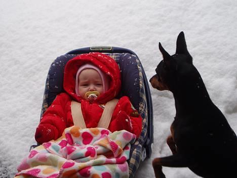 Dvaergpinscher Felix - Cecilie og jeg er ude i sneen :-) billede 7