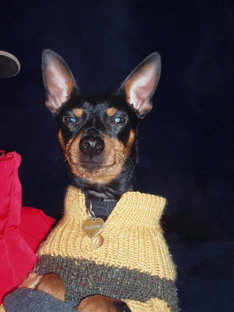 Dvaergpinscher Felix - Uha, der er lidt koldt..... billede 8