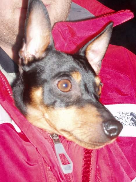 Dvaergpinscher Felix - Inde i fars jakke er der dejligt varmt ;-) billede 9