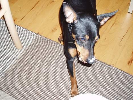 Dvaergpinscher Felix - Ups, afsløret..... Jeg elsker flødeskum :-) billede 10