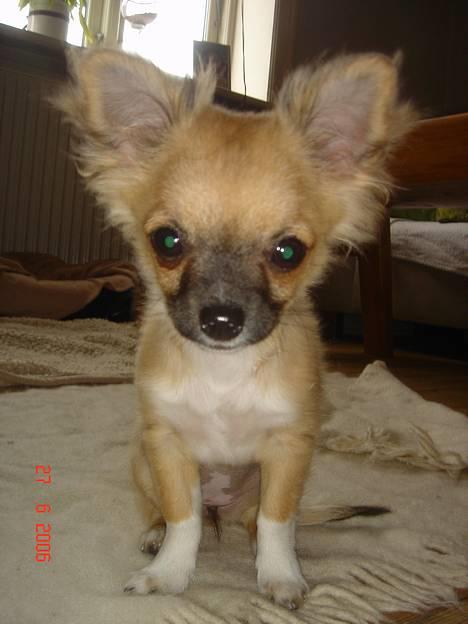 Chihuahua Kiwi - Kiwi er kun 2 dage gammel på billedet :) billede 1
