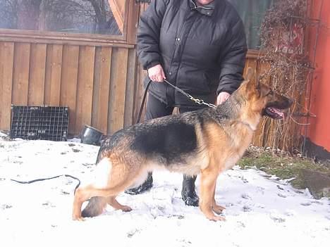 Schæferhund Sonto´s Galina (Pensionist ) - Smukke Galina den 7-3-06 billede 15