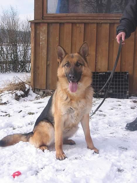 Schæferhund Sonto´s Galina (Pensionist ) - Galina den 7-3-06  Et kanon udtryk har hun da :-) billede 16