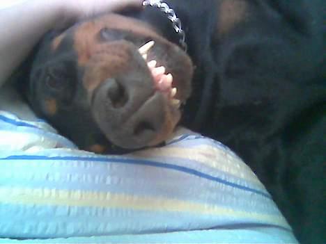 Dobermann Asja (Død) R.I.P - Grin i bare for det er ikke jer der vågner op til dette syn.... billede 20