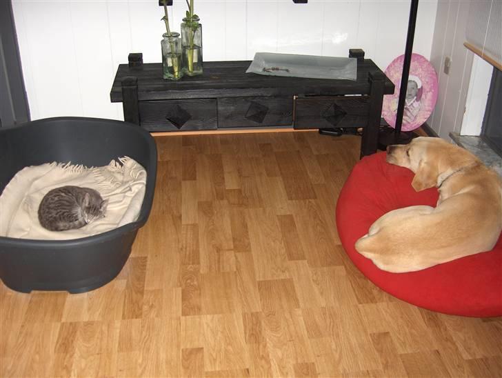 Labrador retriever Zazu - Zazu og kija, så gode venner. Er det ikke tydeligt???:) billede 10