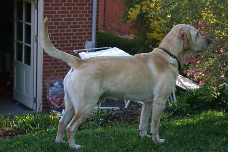 Labrador retriever Zazu - Holder øje med en nabo hund ;b billede 11