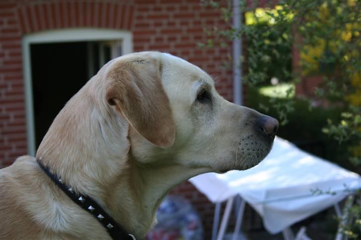 Labrador retriever Zazu - Rigtig godt billed taget d 15 august 08:) billede 12