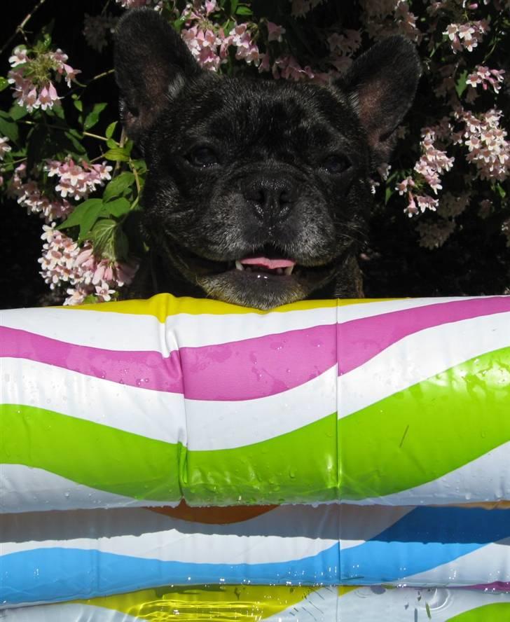 Fransk bulldog Monty - Monty ved sit badebasin billede 1