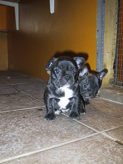 Fransk bulldog Monty - lidt nuttet er man da (Det er monty´s bror der titter frem) billede 2