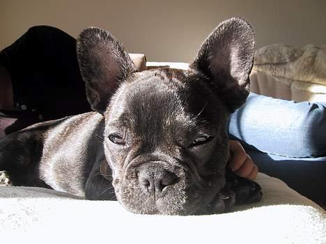 Fransk bulldog Monty - solskin´s hunden Monty billede 3