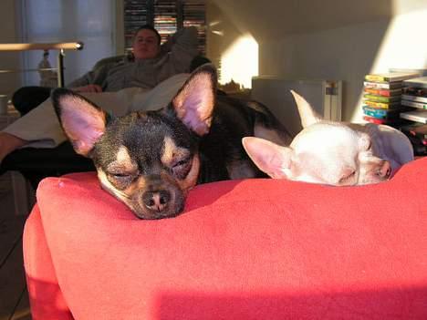 Chihuahua Zimba billede 10