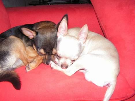 Chihuahua Zimba billede 11