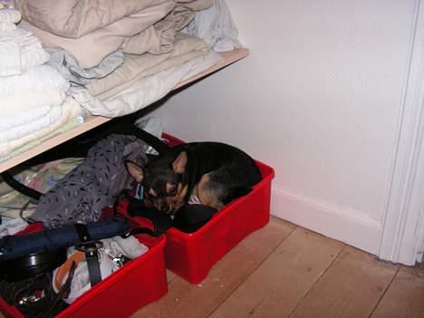 Chihuahua Zimba billede 12