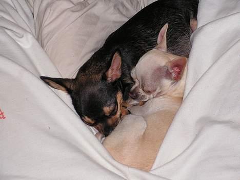 Chihuahua Zimba billede 13