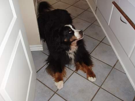 Berner sennenhund Hannibal billede 10