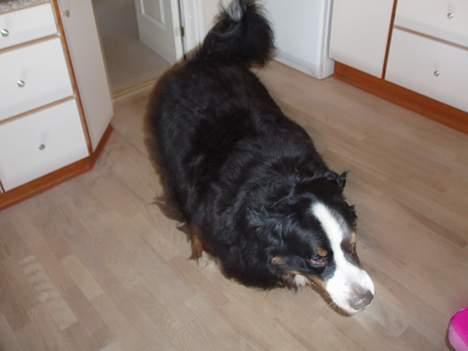 Berner sennenhund Hannibal billede 11