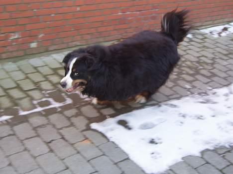 Berner sennenhund Hannibal billede 12