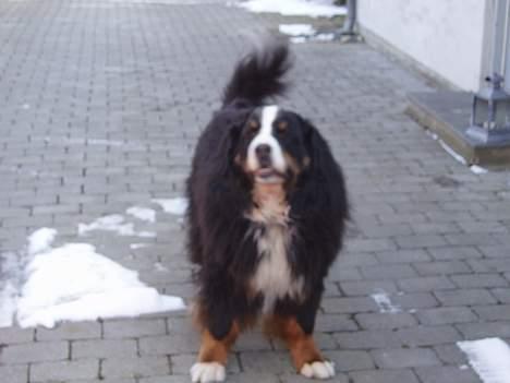 Berner sennenhund Hannibal billede 13