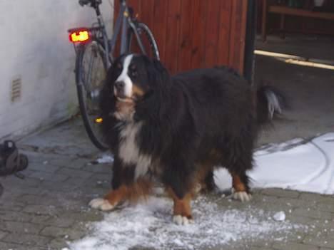 Berner sennenhund Hannibal billede 14