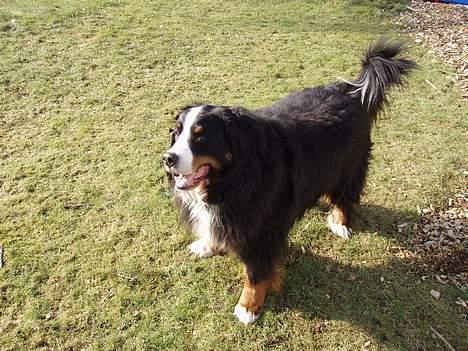 Berner sennenhund Hannibal billede 15