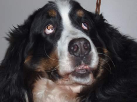 Berner sennenhund Hannibal billede 16