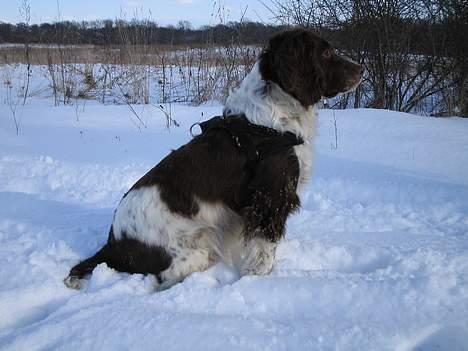 Engelsk springer spaniel Twister F.T. "R.I.P" billede 16