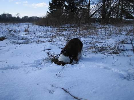 Engelsk springer spaniel Twister F.T. "R.I.P" - Graver sig ned til kineserne billede 18