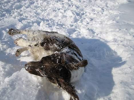 Engelsk springer spaniel Twister F.T. "R.I.P" - Det er så fedt og rulle sig i sneen billede 20