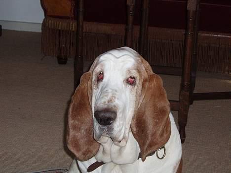 Basset hound Valdemar billede 1