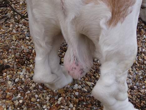 Basset hound Valdemar billede 2