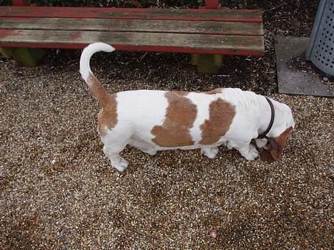 Basset hound Valdemar billede 3
