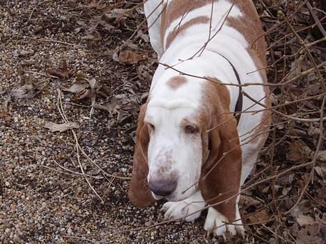 Basset hound Valdemar billede 4