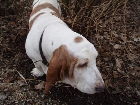 Basset hound Valdemar billede 5
