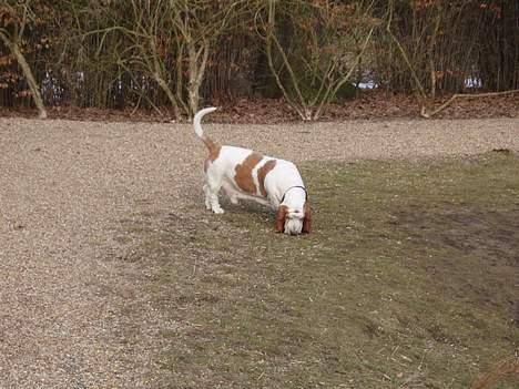 Basset hound Valdemar billede 6