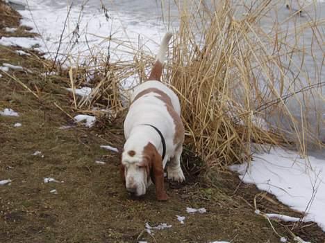 Basset hound Valdemar billede 7