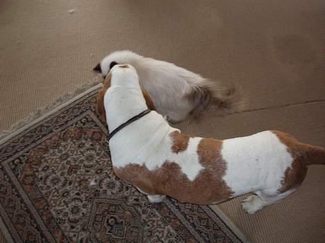 Basset hound Valdemar billede 8