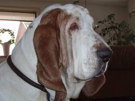 Basset hound Valdemar billede 9