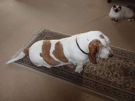 Basset hound Valdemar billede 10