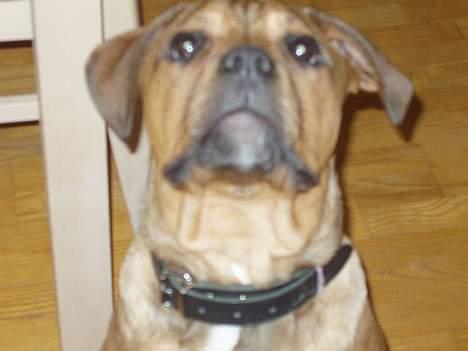 Blanding af racer Bazil - 19 uger - En stolt hund - eller bare en godbid i luften? billede 9