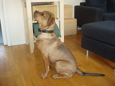 Blanding af racer Bazil - 19 uger billede 10