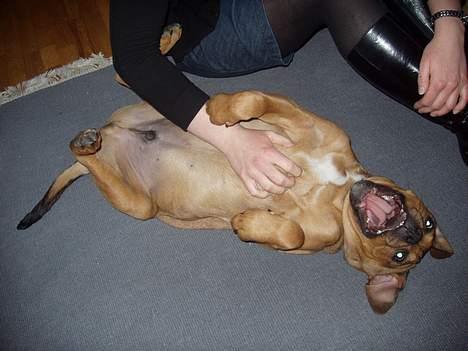 Blanding af racer Bazil - 19 uger - Det kilder!!!! billede 11