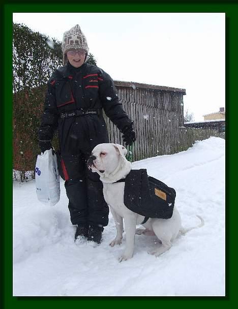 Amerikansk bulldog Østergaard's Mike - Mike på job! billede 11