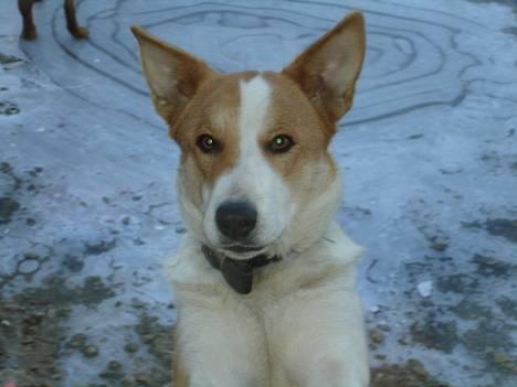 Blanding af racer Mille - Hej mor... skulle lige se hvad du lavede? billede 1