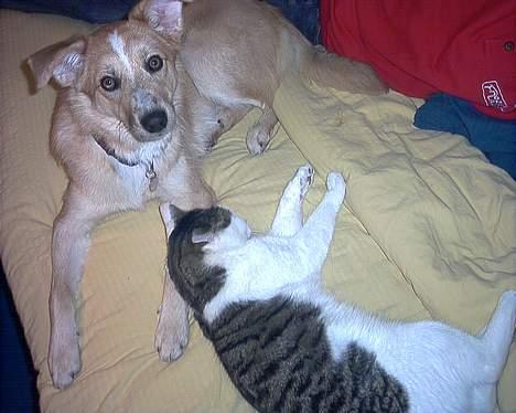 Blanding af racer Rica. billede 9